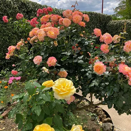 Des Roses Bergerac